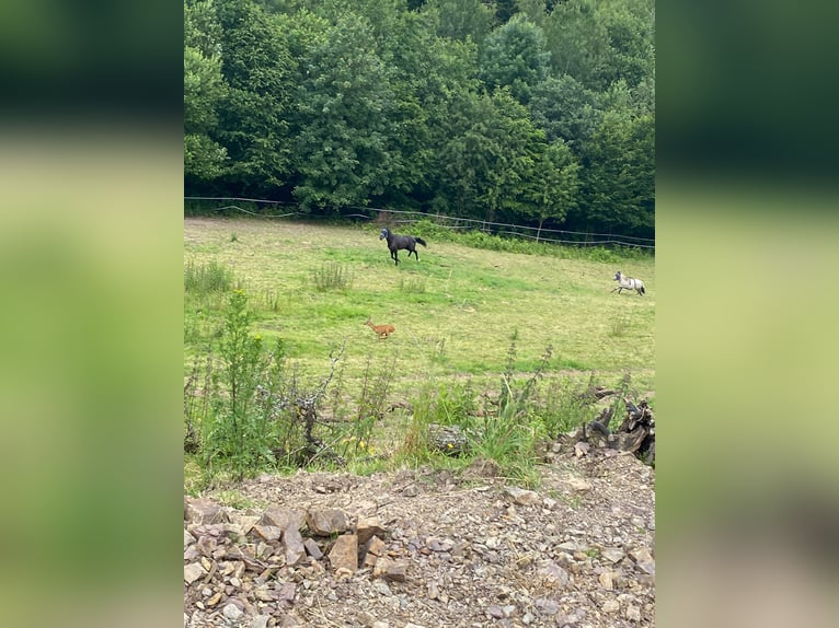 Westfaal Ruin 6 Jaar 175 cm Zwart in Kürten