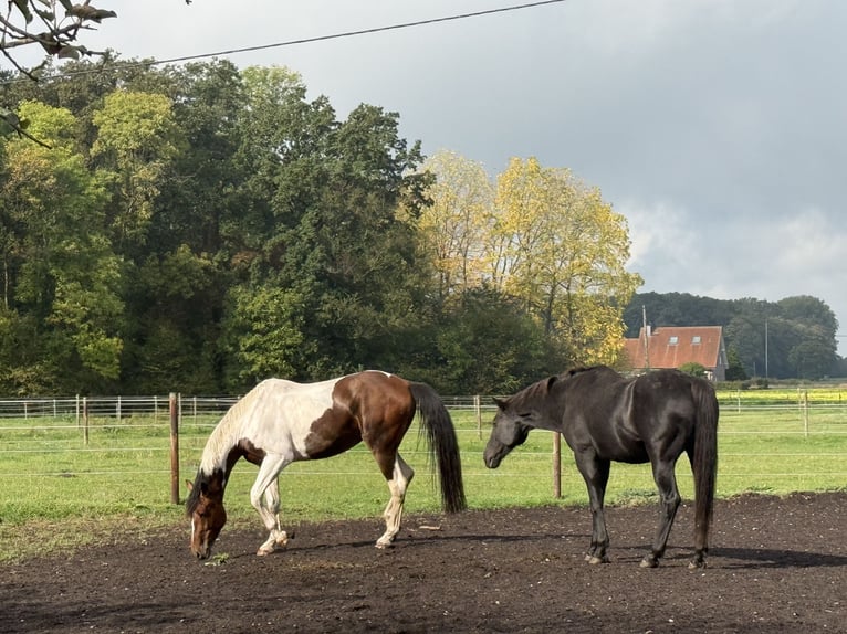 Westfaal Ruin 6 Jaar 176 cm Gevlekt-paard in Warendorf