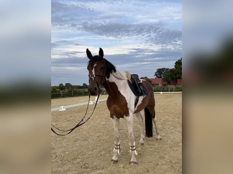 Westfaal Ruin 6 Jaar 176 cm Gevlekt-paard in Warendorf