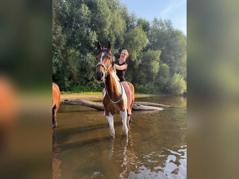 Westfaal Ruin 6 Jaar 176 cm Gevlekt-paard in Warendorf