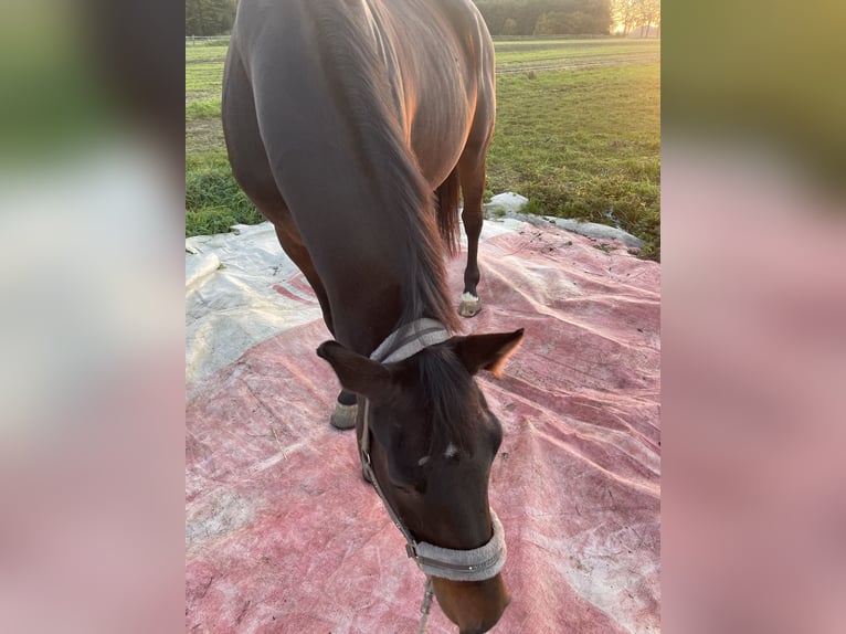 Westfaal Ruin 6 Jaar 177 cm Donkerbruin in Dorsten