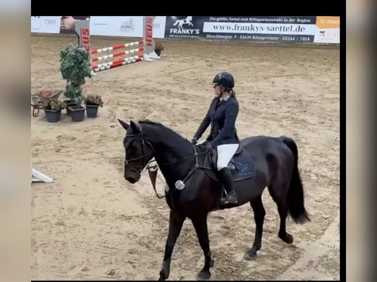 Westfaal Ruin 6 Jaar 178 cm Zwartbruin in Windhagen