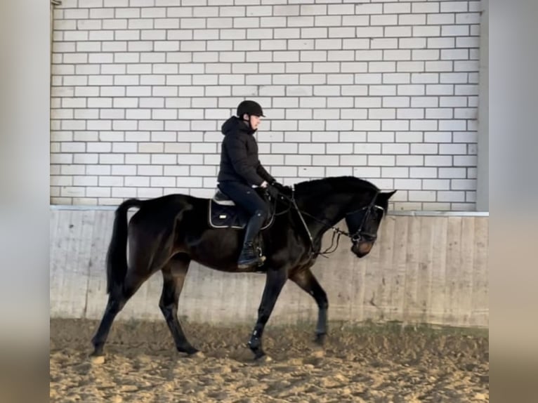 Westfaal Ruin 6 Jaar 178 cm Zwartbruin in Windhagen