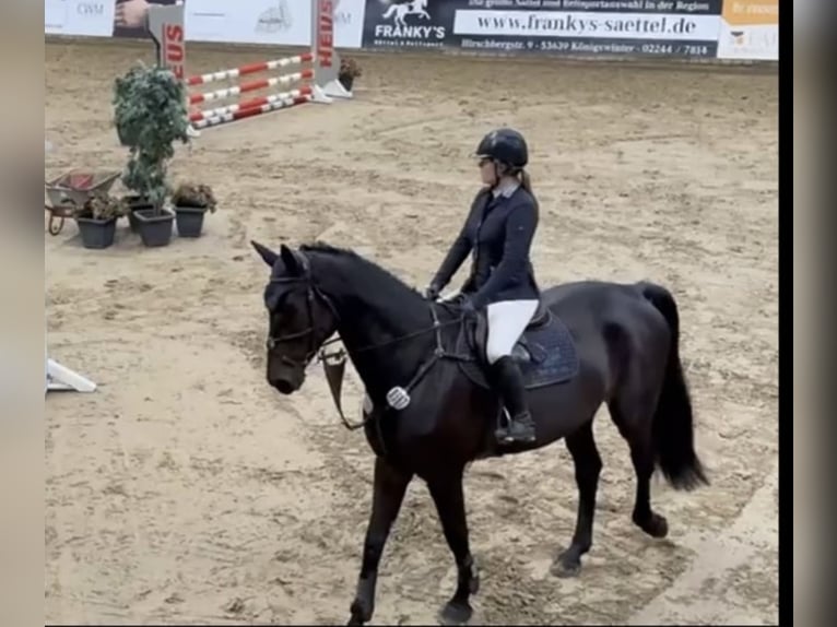 Westfaal Ruin 6 Jaar 178 cm Zwartbruin in Windhagen