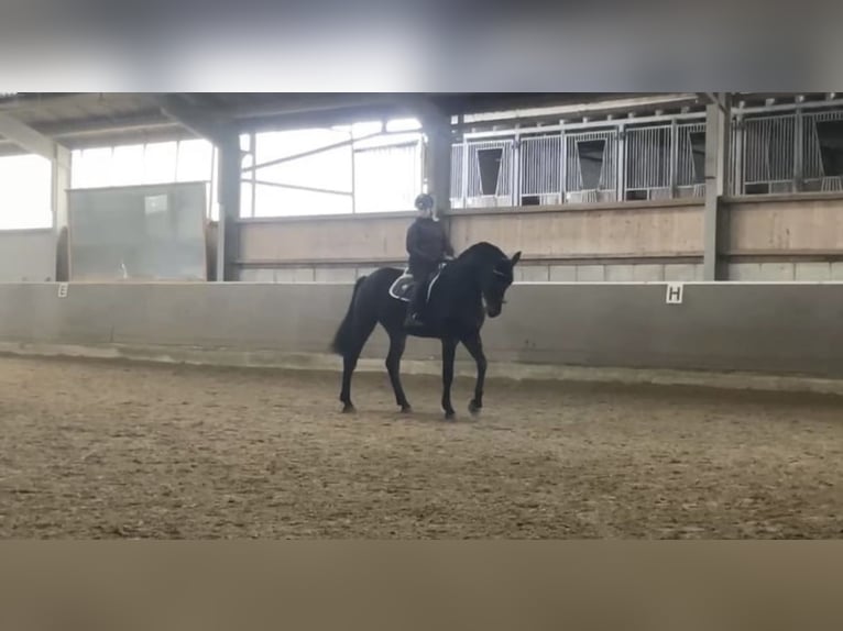 Westfaal Ruin 6 Jaar 178 cm Zwartbruin in Windhagen