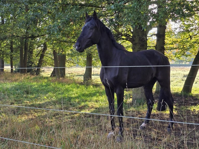 Westfaal Ruin 6 Jaar 179 cm Zwart in Schermbeck