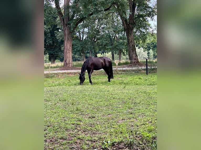 Westfaal Ruin 6 Jaar 179 cm Zwart in Schermbeck