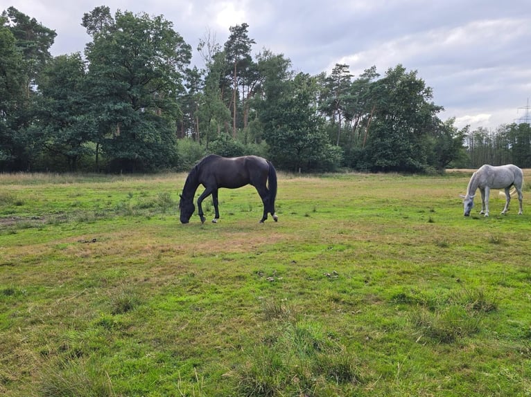 Westfaal Ruin 6 Jaar 179 cm Zwart in Schermbeck