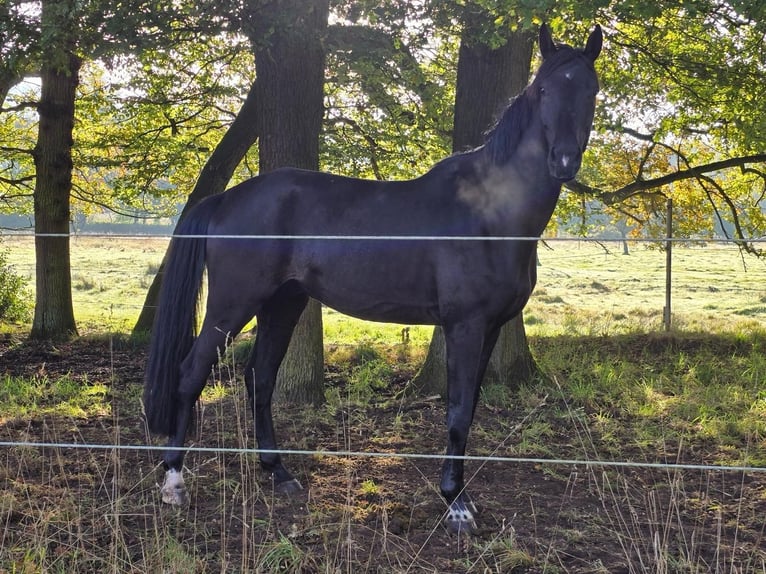 Westfaal Ruin 6 Jaar 179 cm Zwart in Schermbeck