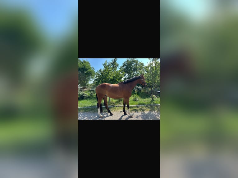 Westfaal Ruin 6 Jaar 180 cm Bruin in Seibersdorf