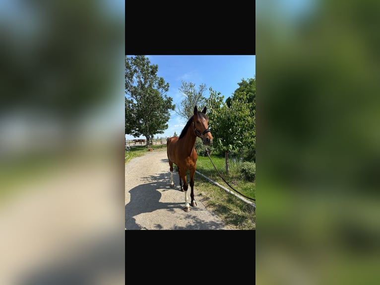 Westfaal Ruin 6 Jaar 180 cm Bruin in Seibersdorf