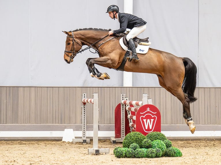 Westfaal Ruin 6 Jaar 180 cm Bruin in Münster-Handorf