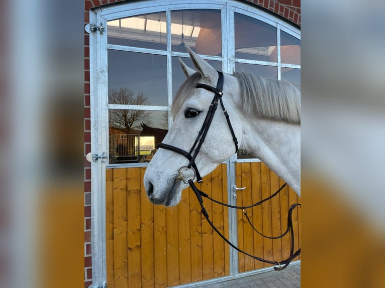 Westfaal Ruin 6 Jaar 180 cm Schimmel in Nordkirchen