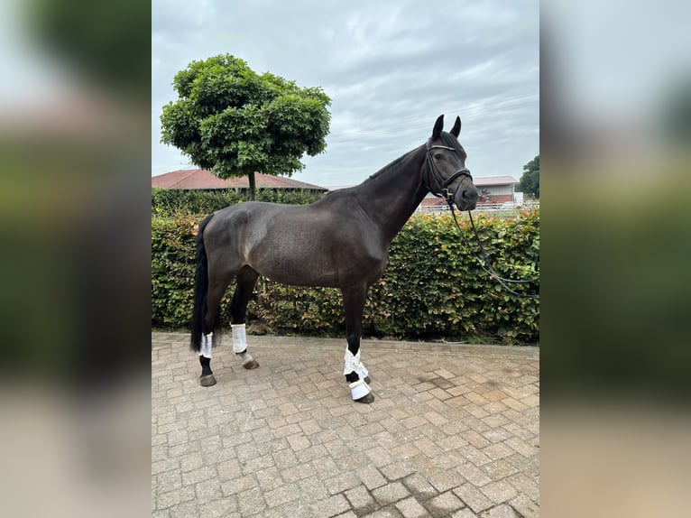 Westfaal Ruin 6 Jaar 180 cm Zwartbruin in Waltrop