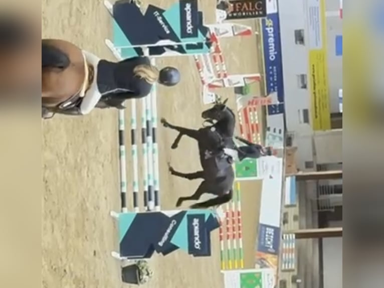 Westfaal Ruin 6 Jaar 182 cm Zwartbruin in Windhagen