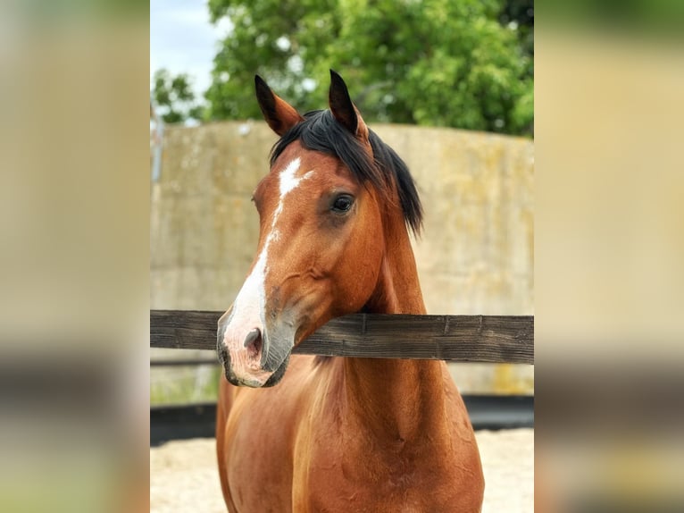 Westfaal Ruin 7 Jaar 163 cm Bruin in Nistertal