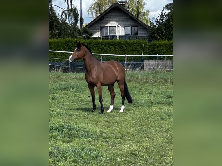 Westfaal Ruin 7 Jaar 163 cm Bruin in Nistertal