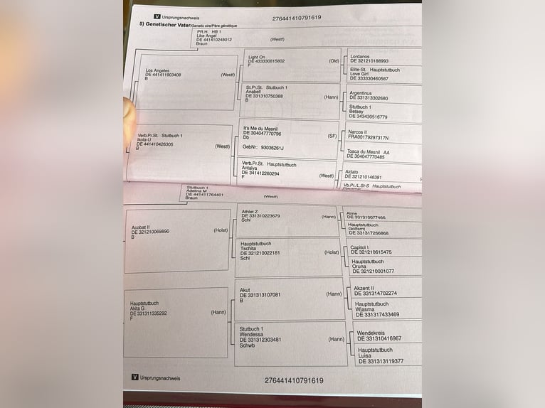 Westfaal Ruin 7 Jaar 165 cm Bruin in Tecklenburg