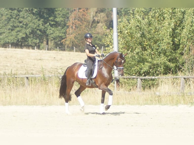 Westfaal Ruin 7 Jaar 167 cm Bruin in Iserlohn