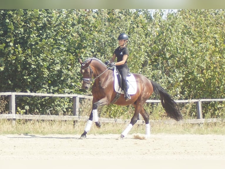 Westfaal Ruin 7 Jaar 167 cm Bruin in Iserlohn