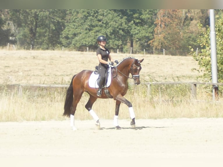 Westfaal Ruin 7 Jaar 167 cm Bruin in Iserlohn