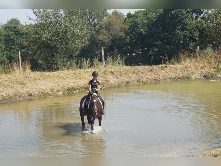 Westfaal Ruin 7 Jaar 167 cm Bruin in Iserlohn