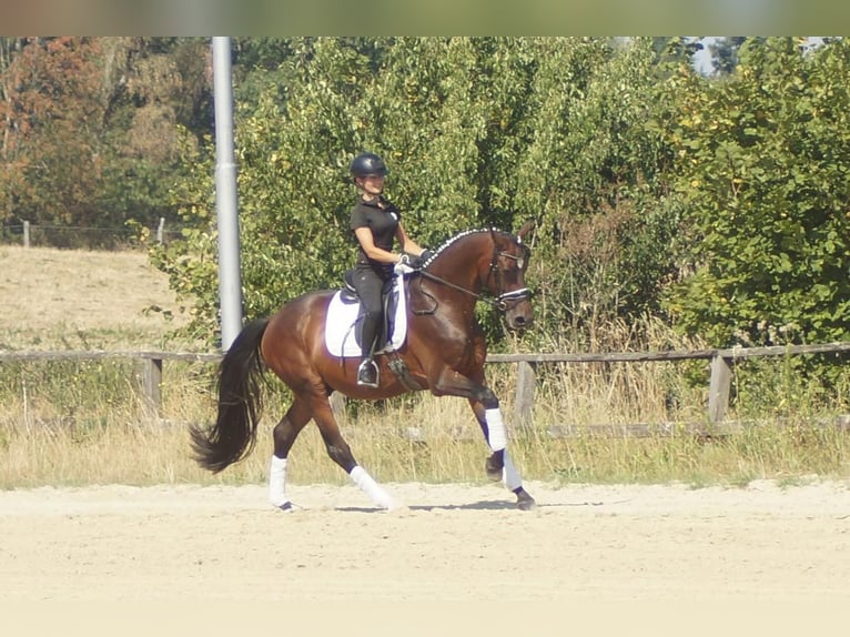 Westfaal Ruin 7 Jaar 167 cm Bruin in Iserlohn
