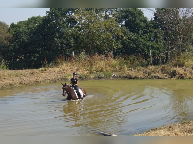 Westfaal Ruin 7 Jaar 167 cm Bruin in Iserlohn