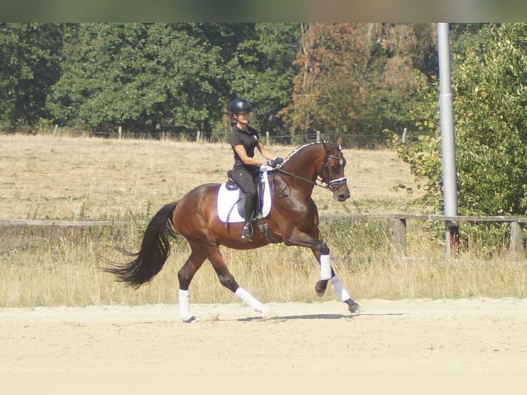 Westfaal Ruin 7 Jaar 167 cm Bruin in Iserlohn