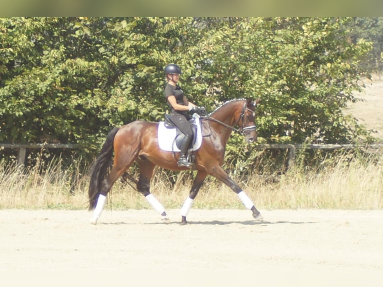 Westfaal Ruin 7 Jaar 167 cm Bruin in Iserlohn