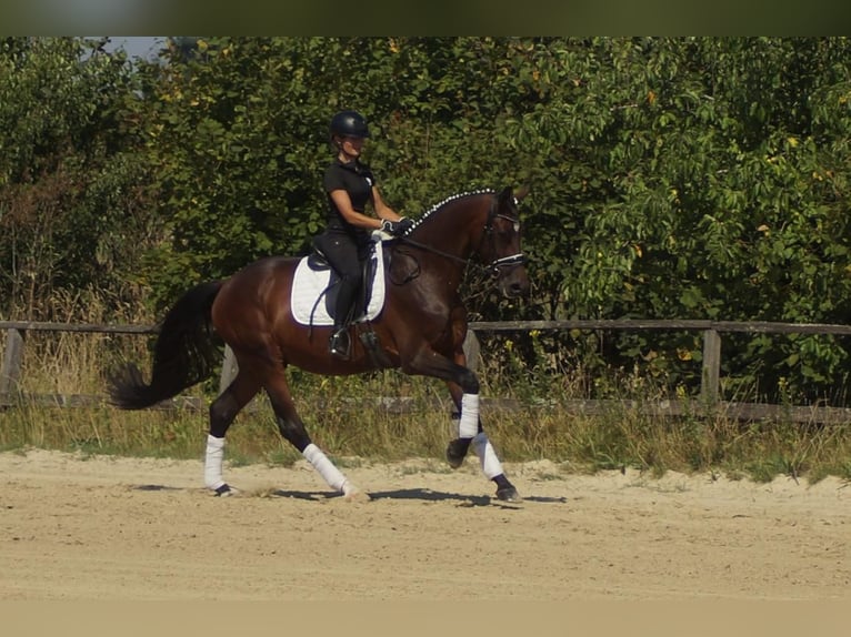 Westfaal Ruin 7 Jaar 167 cm Bruin in Iserlohn