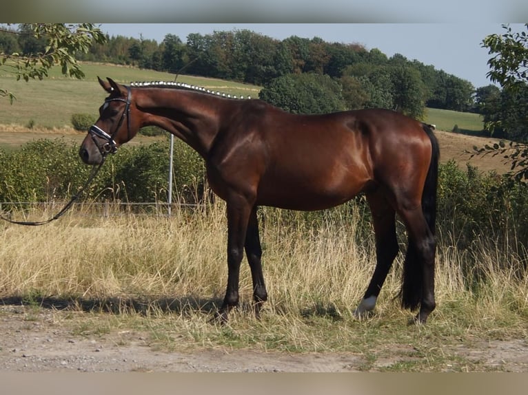 Westfaal Ruin 7 Jaar 167 cm Bruin in Iserlohn