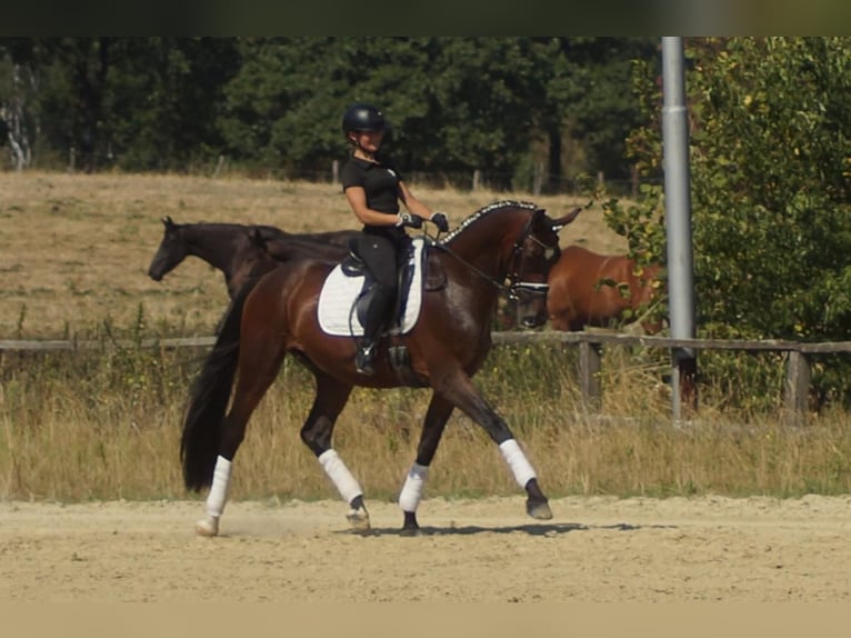Westfaal Ruin 7 Jaar 167 cm Bruin in Iserlohn