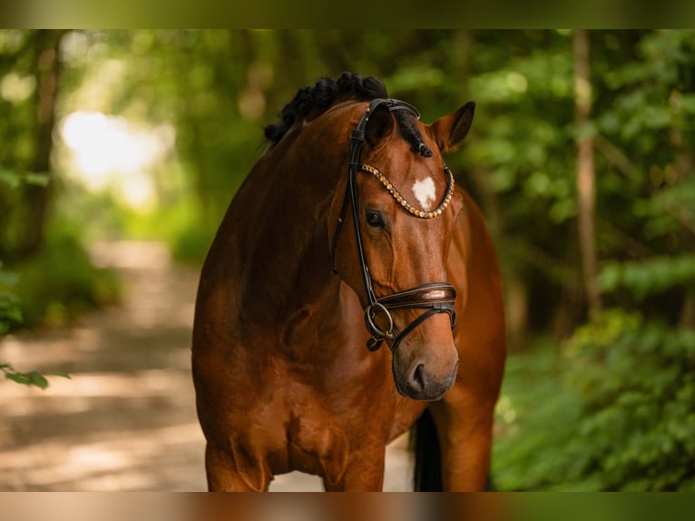 Westfaal Ruin 7 Jaar 167 cm Bruin in Wehringen