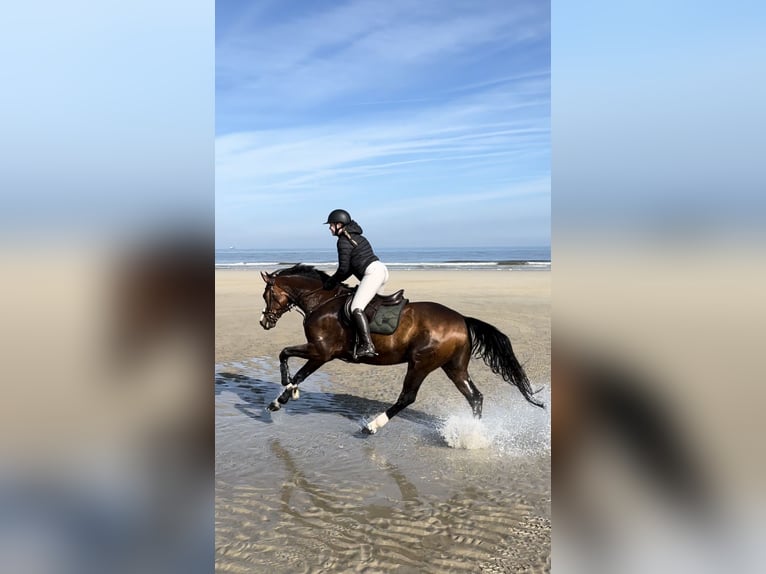 Westfaal Ruin 7 Jaar 167 cm Bruin in Grefrath