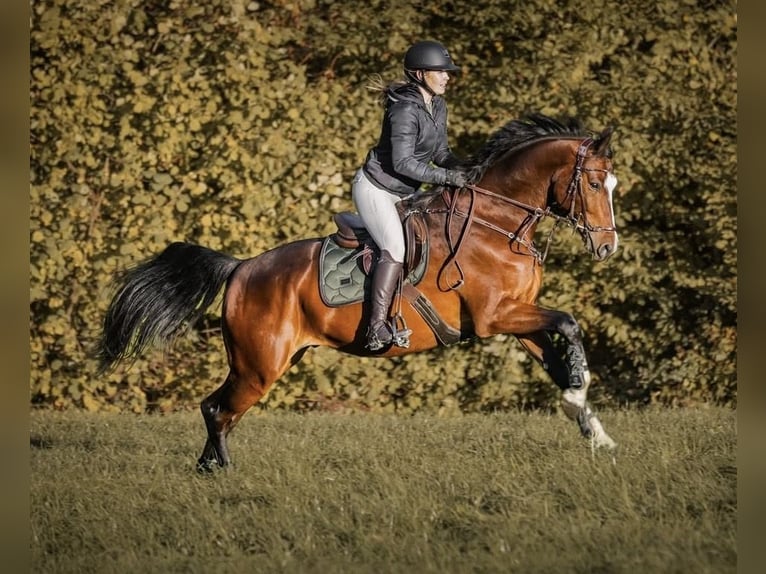 Westfaal Ruin 7 Jaar 167 cm Bruin in Grefrath