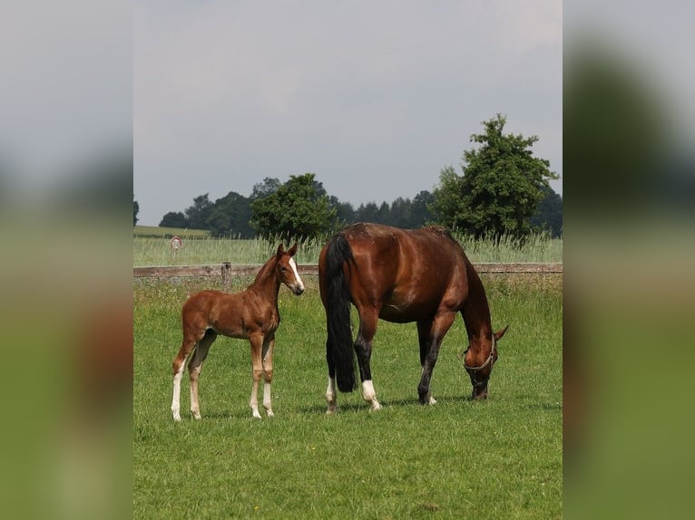 Westfaal Ruin 7 Jaar 167 cm Vos in Blombergrg