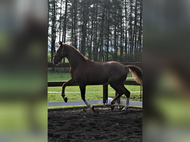Westfaal Ruin 7 Jaar 167 cm Vos in Blombergrg