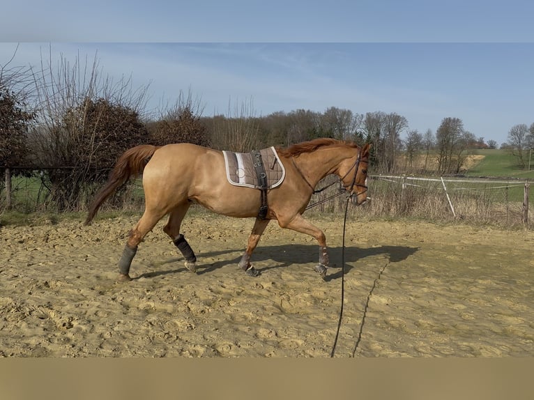 Westfaal Ruin 7 Jaar 168 cm Vos in Coesfeld