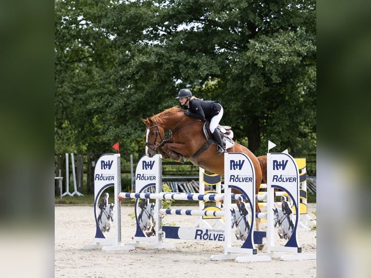 Westfaal Ruin 7 Jaar 168 cm Vos in Coesfeld
