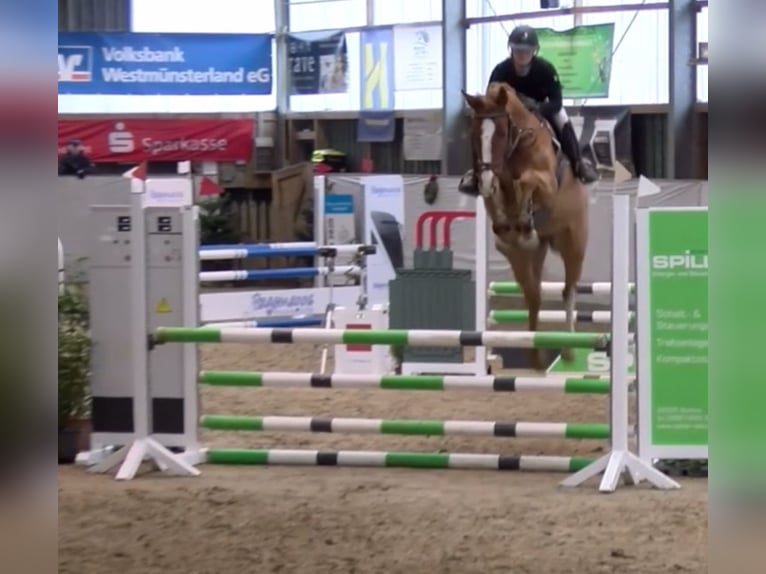 Westfaal Ruin 7 Jaar 168 cm Vos in Coesfeld