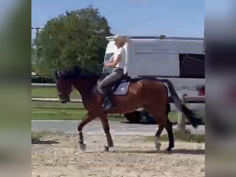 Westfaal Ruin 7 Jaar 170 cm Bruin in Drensteinfurt