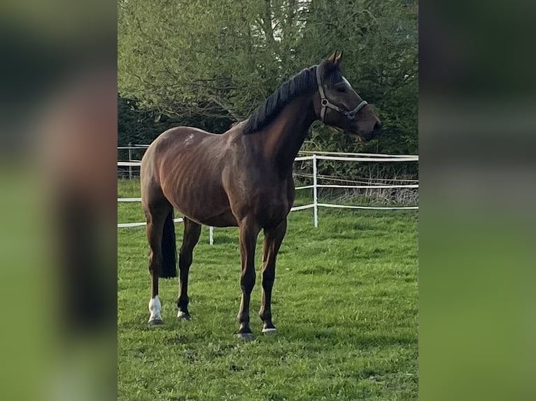 Westfaal Ruin 7 Jaar 170 cm Bruin in Drensteinfurt