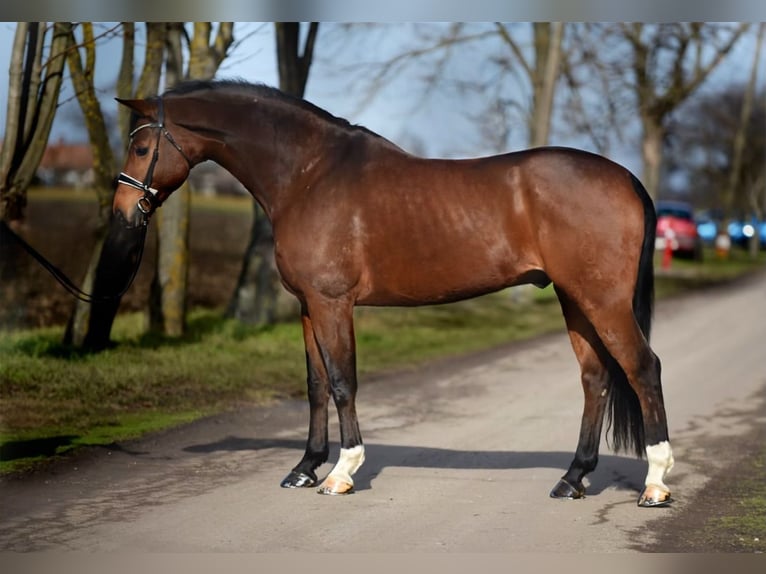 Westfaal Ruin 7 Jaar 170 cm Bruin in Cegléd