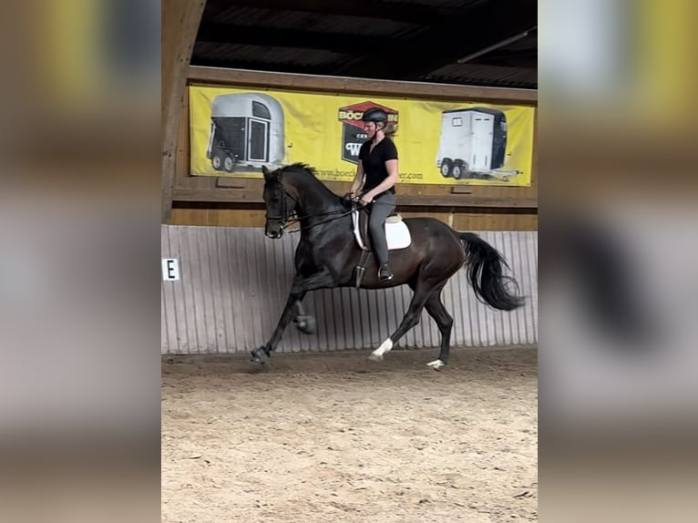 Westfaal Ruin 7 Jaar 170 cm Donkerbruin in Schenklengsfeld