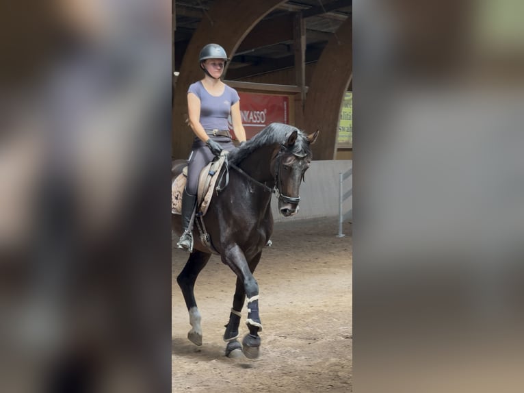 Westfaal Ruin 7 Jaar 170 cm Donkerbruin in Schenklengsfeld