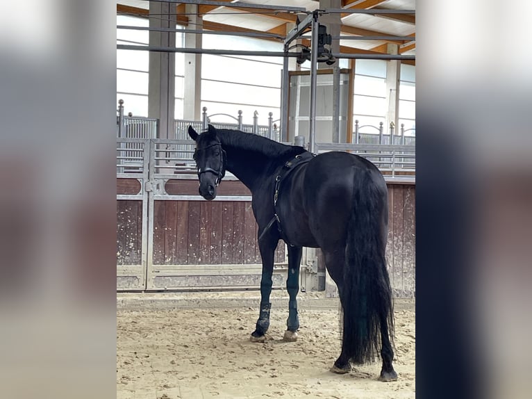 Westfaal Ruin 7 Jaar 170 cm Zwart in Münster