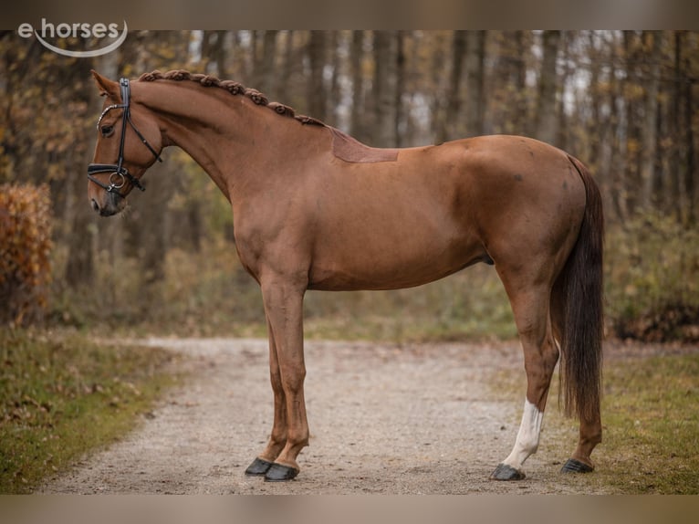 Westfaal Ruin 7 Jaar 172 cm Donkere-vos in Wehringen