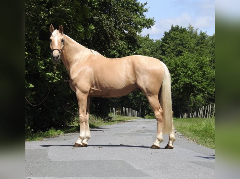 Westfaal Ruin 7 Jaar 172 cm Palomino in Verl