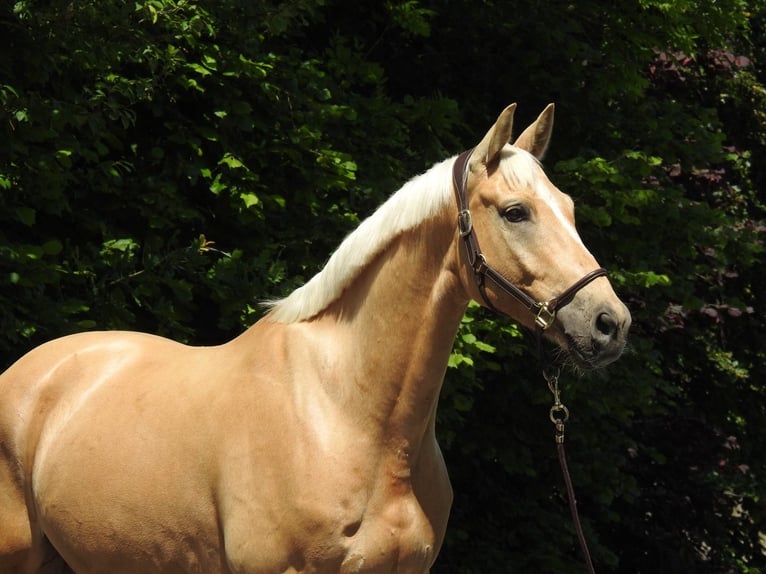 Westfaal Ruin 7 Jaar 172 cm Palomino in Verl